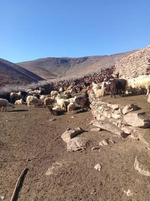 Troupeau dans la vallée